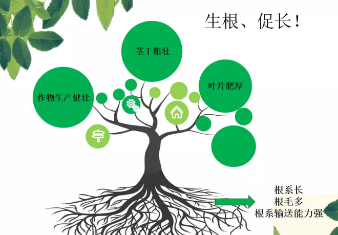 海帝拉克海藻碳的神奇功效！