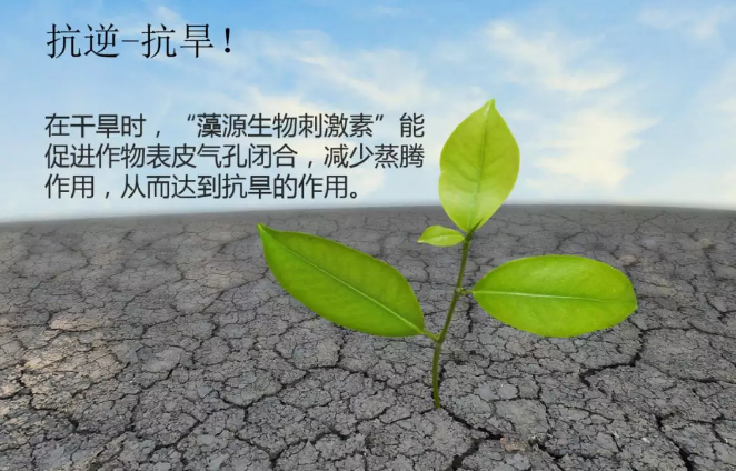 海帝拉克海藻碳的神奇功效！
