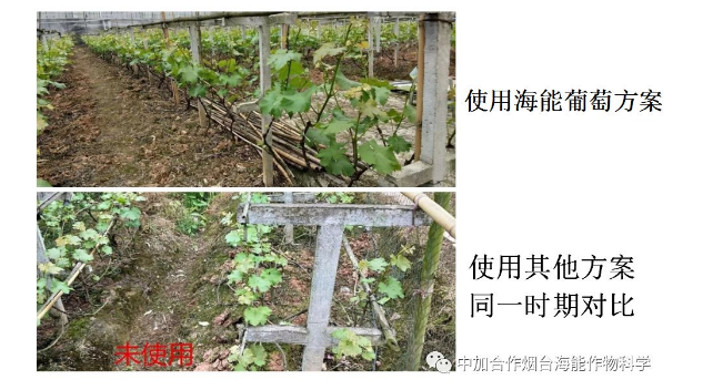 麻豆精产国品免费看生物高品质葡萄全程“傻瓜式”施肥方案