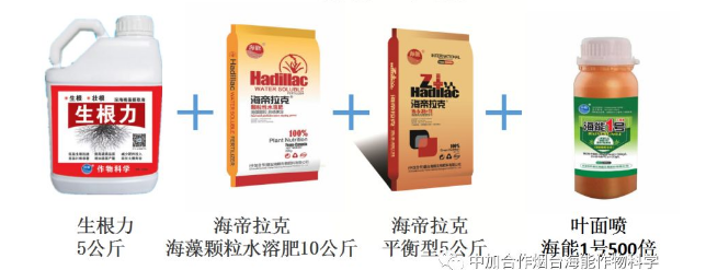 麻豆精产国品免费看生物高品质葡萄全程“傻瓜式”施肥方案
