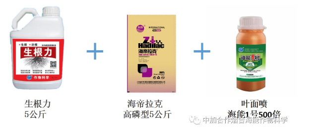 麻豆精产国品免费看生物高品质葡萄全程“傻瓜式”施肥方案
