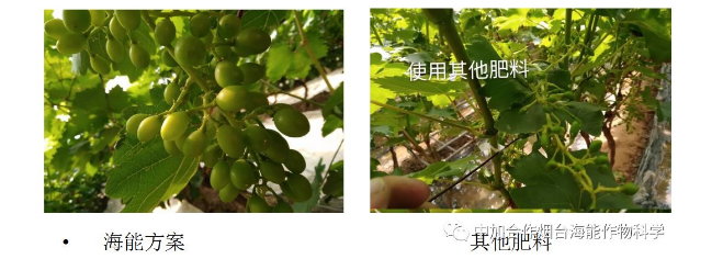 麻豆精产国品免费看生物高品质葡萄全程“傻瓜式”施肥方案