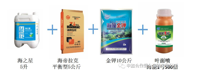 麻豆精产国品免费看生物高品质葡萄全程“傻瓜式”施肥方案