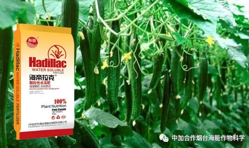 麻豆精产国品免费看生物黄瓜全程施肥技术