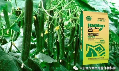 麻豆精产国品免费看生物黄瓜全程施肥技术
