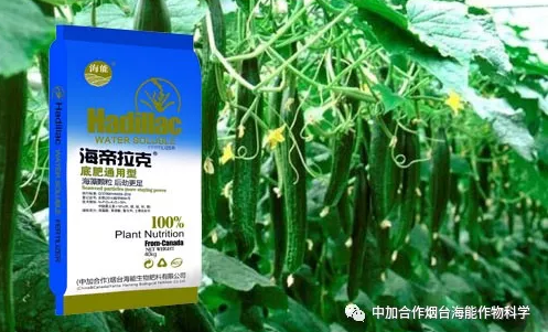 麻豆精产国品免费看生物黄瓜全程施肥技术