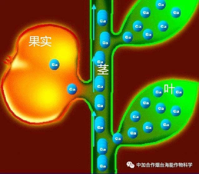 新款钙肥研发成功啦！